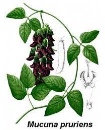 Mucuna Pruriens Extract