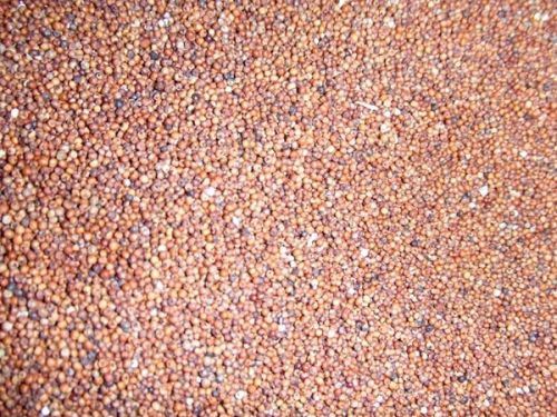 Millet Seeds