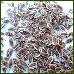 Dill Seed Oil