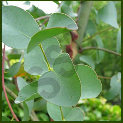 Eucalyptus oil, Packaging Size : 25 Kg