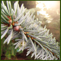 Pine Oil, Color : Colorless To Pale Yellow, Purity : 99.9%