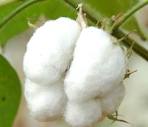 Best Quality Raw Raw Cotton