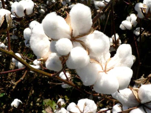 Indian Raw Cotton, Feature : High Quality, Soft