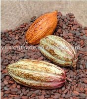 Cocoa Seed Extract Powder