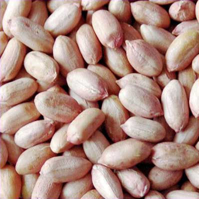 Groundnut seeds