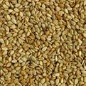 Sesame seeds, Packaging Type : brown
