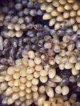 Giant Achatina Achatina Snail Eggs