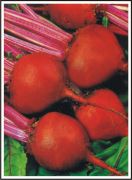 Beet Root Seeds