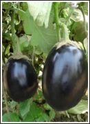 Brinjal (Hybrid) Products