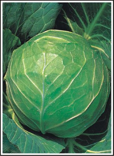 Open Pollinated Cabbage Seeds