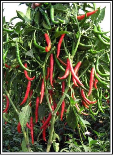 Hybrid Chilli Seed