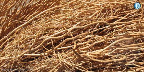 Vetiver Roots