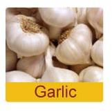 Fresh Garlic