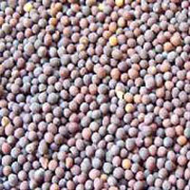 Black Mustard Seeds