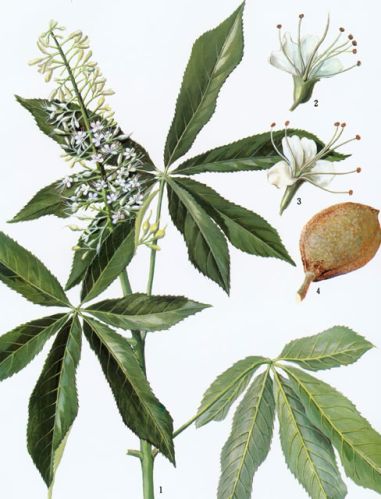 Horse Chestnut Extract20%, Horse Chestnut Extract98%