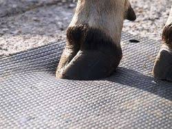 Rubber cow mat