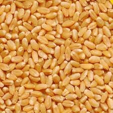 Wheat Grains