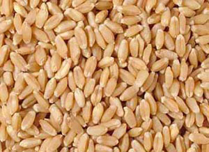 Gajraj Wheat Seeds, Packaging Type : Bulk