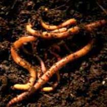 Vermicompost