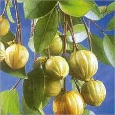 Garcinia Cambogia Extract