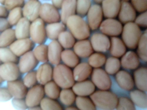 Groundnut