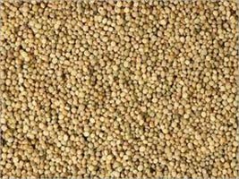 Guar Gum Seeds