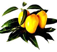 Fresh Mango,fresh Mango