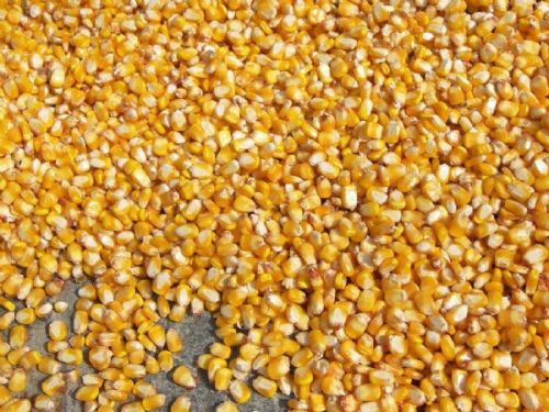 Maize Seeds, Moisture Ratio : 12%