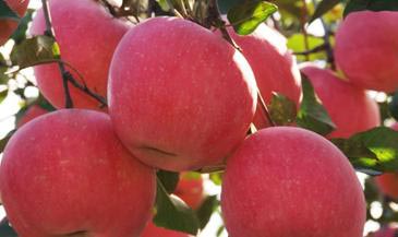 Fuji Apple 65mm-85mm, Grade : AAA, AA, Packaging Type : Red