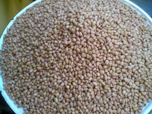 Groundnut seeds