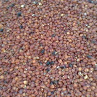 Sorghum Seeds, Admixture : 1%