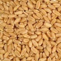 Common Wheat Seeds, For Beverage, Flour, Food, Packaging Size : 10kg, 1kg, 25kg, 50kg