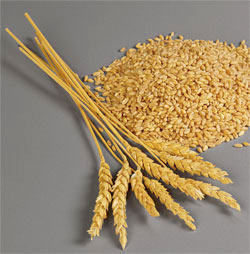 Wheat seeds Form : Seeds