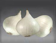 White Onion Seeds