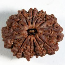 11 Mukhi Rudraksha