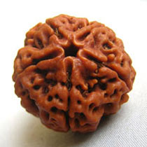 5 Mukhi Rudraksha