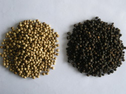 Black pepper, Drying Process : Natural, Sun Dry, Air Dry