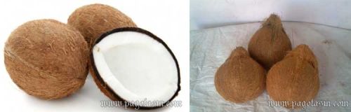 550-700 Gm Semi Husked Coconut