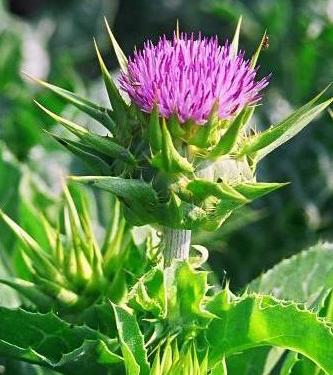Milk Thistle Extract, Packaging Type : yellow