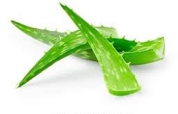 Aloe Vera Leaf, Packaging Type : Plastic Pouch