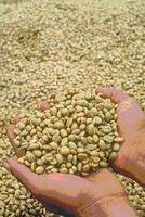 Cameroon Green Coffee Beans Arabica, Robusta