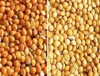 Millet, Packaging Size : 10kg, 25kg, 50Kg, 5-25kg