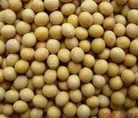 Soybeans