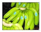 Fresh Bananas