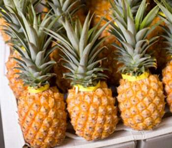 Fresh Pineapple, Canned Pineapple