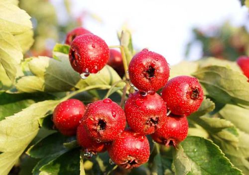 Hawthorn Fruit Extract