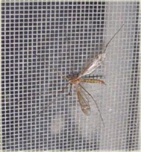 Mosquito Wire Mesh