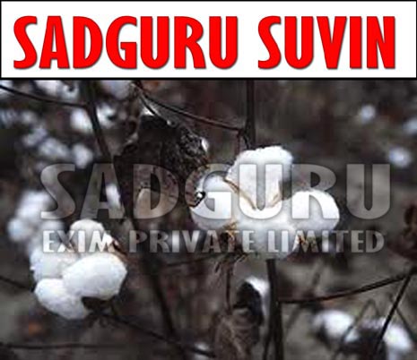 Sadguru Suvin Raw Cotton