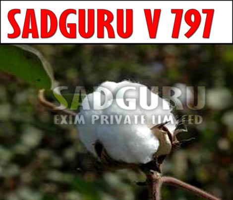 Sadguru Raw Cotton