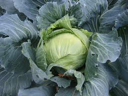 Fresh cabbage, Supply Type : Manufacturer
